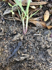 Pachydactylus geitje