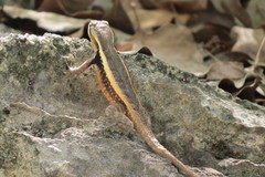 Sceloporus chrysostictus