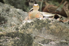 Sceloporus chrysostictus