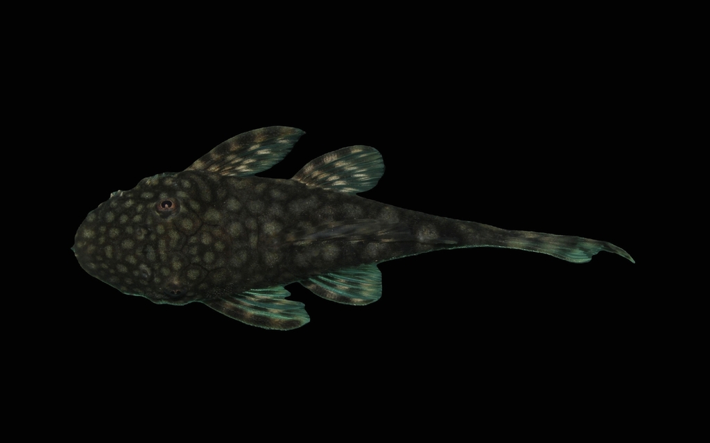Ancistrus du Rio Claro (LDA 008) (Ancistrus claro)