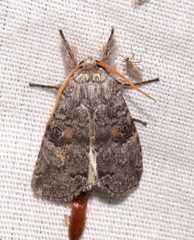 Meleneta antennata