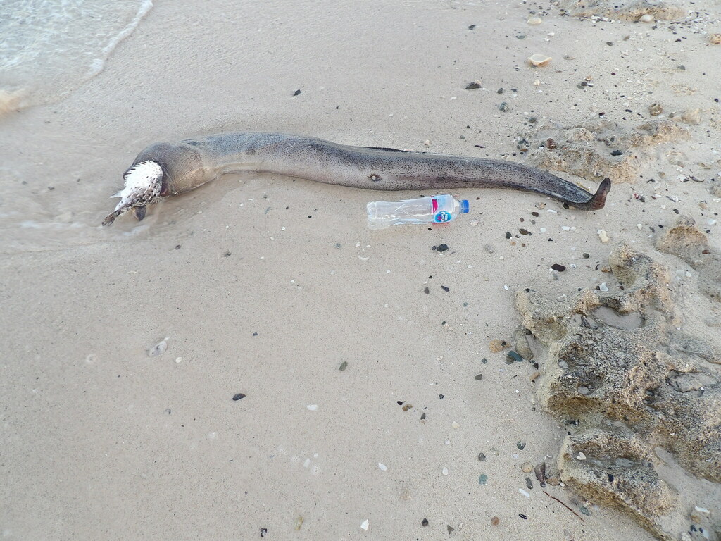Photo of Giant moray (Gymnothorax javanicus)