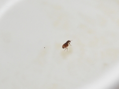 Ctenocephalides canis