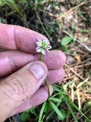 Polygala brevifolia