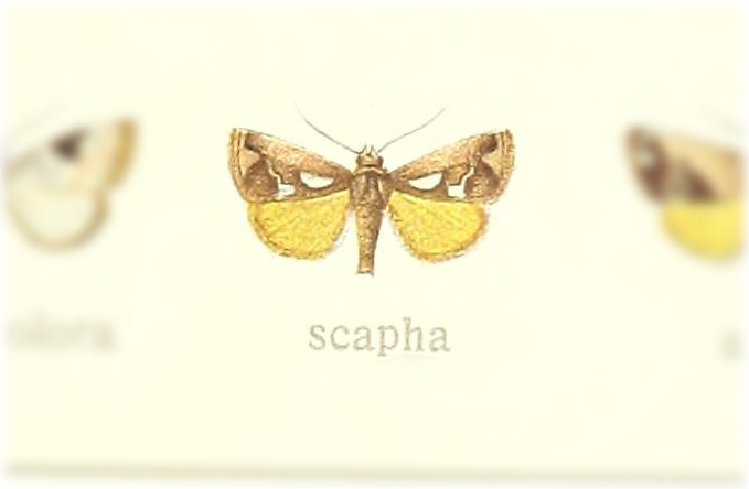Maliattha scapha