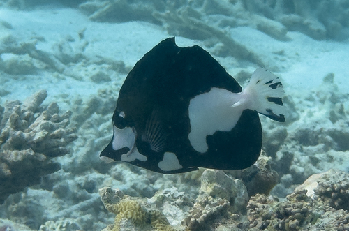 Brown Tang — seen at this dive site