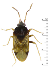 Bocundostethus gemmatus
