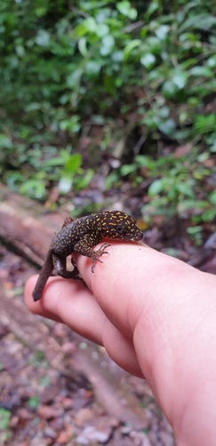 Annulated Gecko, Gonatodes annularis