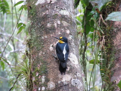 Melanerpes flavifrons