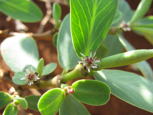 Euphorbia celastroides