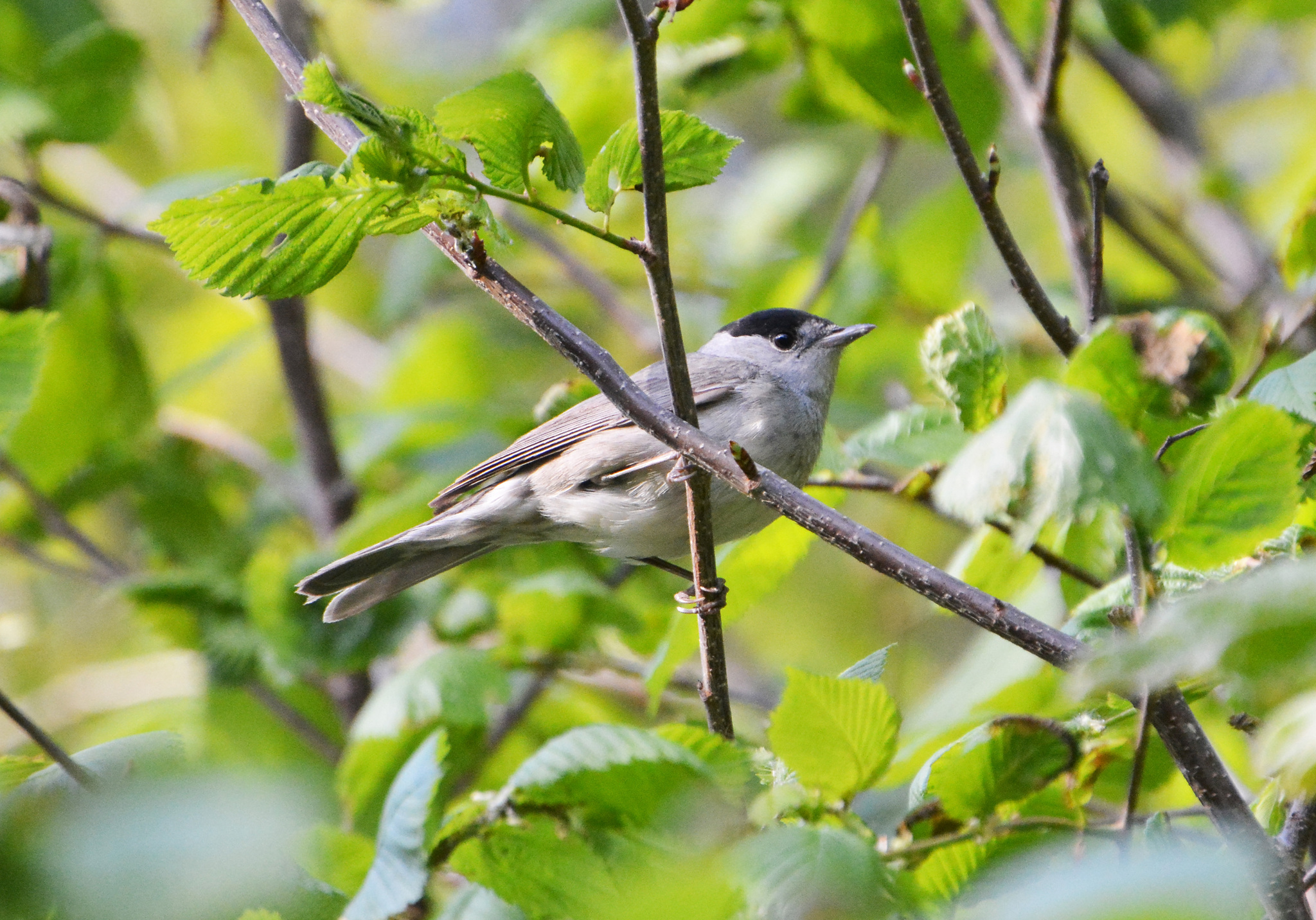 iNaturalist.org. Г. Столбова, Чебоксары Чувашия, май 2024
