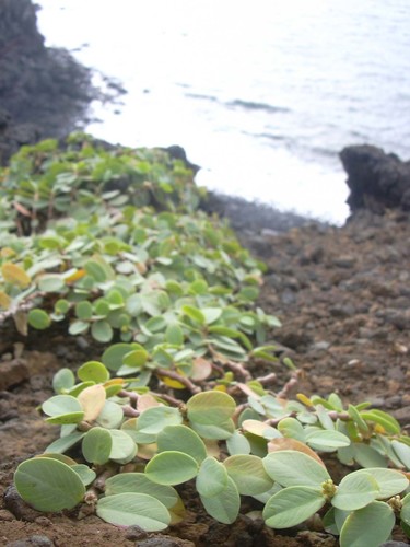 Euphorbia celastroides