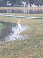 Ardea alba