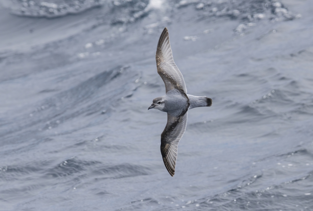 Salvin's Prion photo