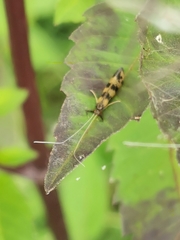 Mystacides longicornis