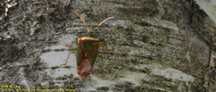 Acanthosoma spinicolle