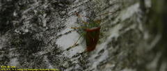 Acanthosoma spinicolle