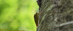 Acanthosoma spinicolle