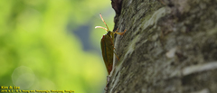 Acanthosoma spinicolle