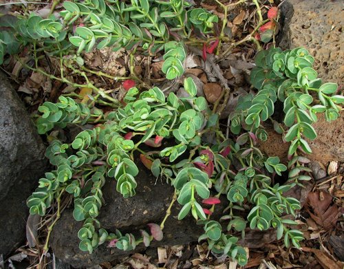 Euphorbia degeneri