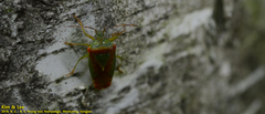 Acanthosoma spinicolle
