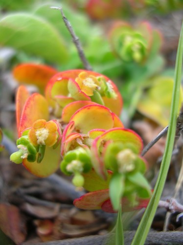 Euphorbia degeneri