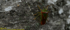 Acanthosoma spinicolle