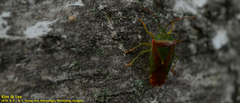 Acanthosoma spinicolle