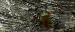 Acanthosoma spinicolle