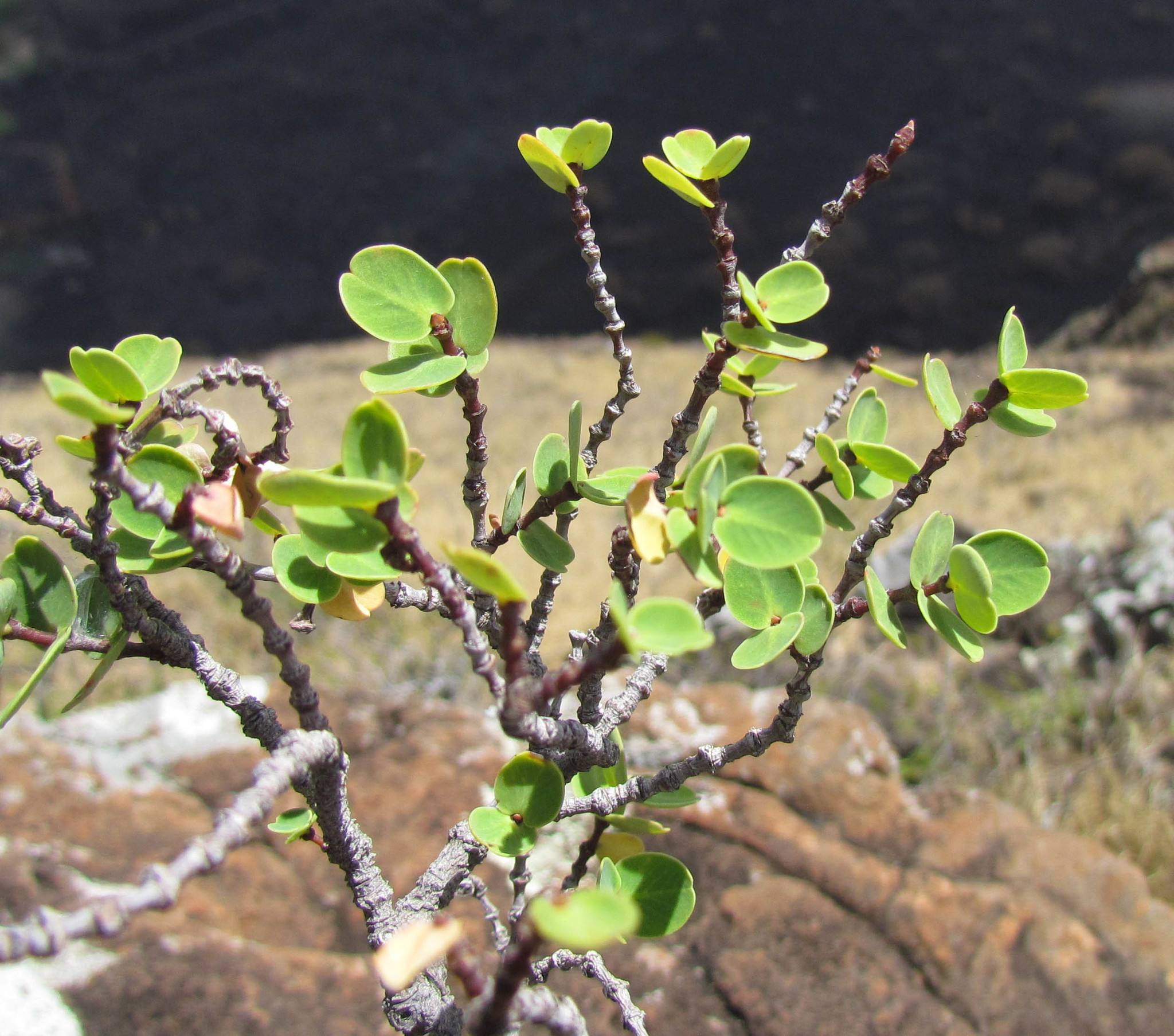 Euphorbia kuwaleana