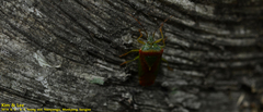 Acanthosoma spinicolle