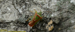 Acanthosoma spinicolle