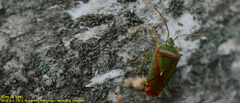 Acanthosoma spinicolle