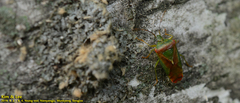 Acanthosoma spinicolle