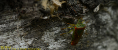 Acanthosoma spinicolle