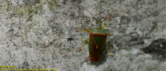Acanthosoma spinicolle