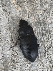 Harpalus caliginosus