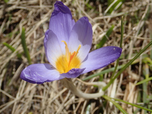 Crocus pulchricolor