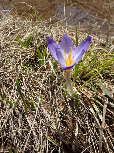 Crocus pulchricolor, photograph 1