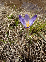 John Kenrick Gibson, CC0, iNaturalist via GBIF Crocus pulchricolor, photograph John Kenrick Gibson, CC0, iNaturalist via GBIF