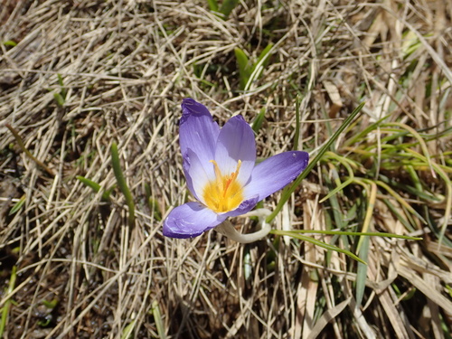 Crocus pulchricolor, photograph 2