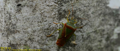 Acanthosoma spinicolle