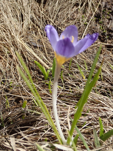 Crocus pulchricolor, photograph 3