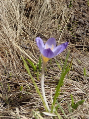 John Kenrick Gibson, CC0, iNaturalist via GBIF Crocus pulchricolor, photograph John Kenrick Gibson, CC0, iNaturalist via GBIF