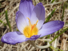 John Kenrick Gibson, CC0, iNaturalist via GBIF Crocus pulchricolor, photograph John Kenrick Gibson, CC0, iNaturalist via GBIF
