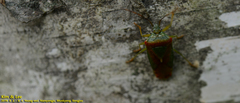 Acanthosoma spinicolle