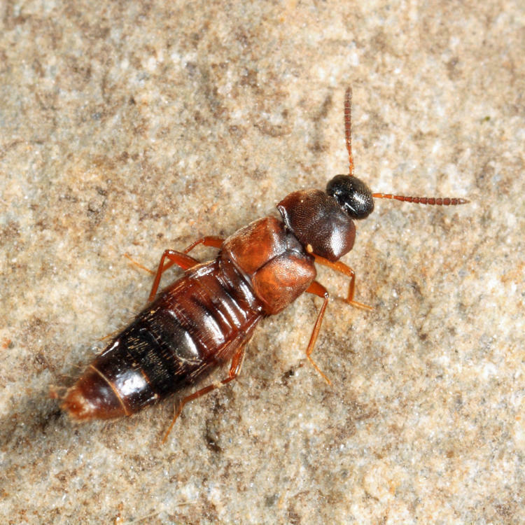 Goniusa caseyi