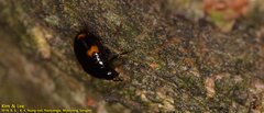 Scaphidium
