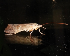 Nemotaulius hostilis