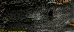 Scaphidium